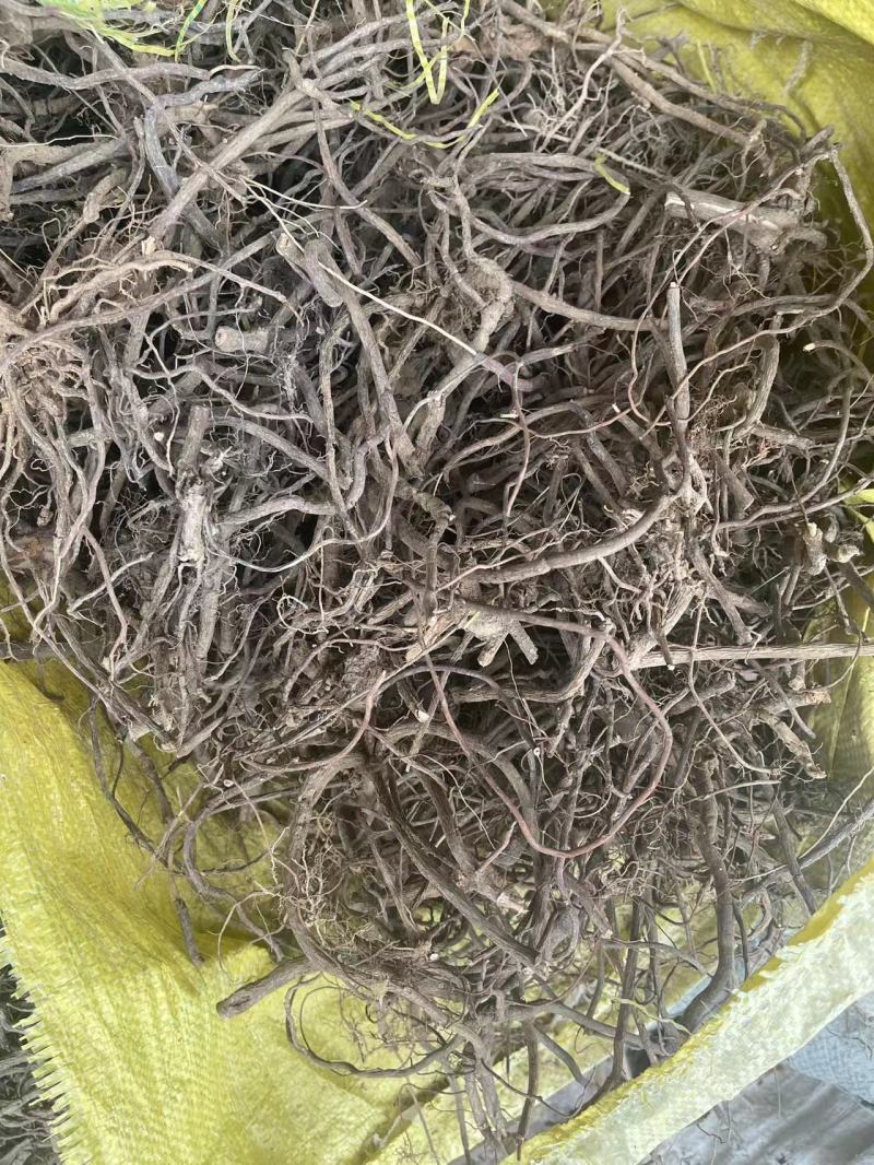 朱砂根干货、现货。需要的老板可以下单！