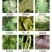 72%百菌清锐盾柑橘果树炭疽病早疫病叶斑病霜霉病蔓枯杀菌