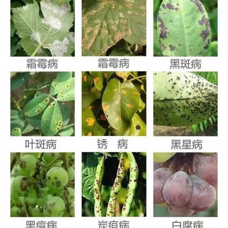 72%百菌清锐盾柑橘果树炭疽病早疫病叶斑病霜霉病蔓枯杀菌
