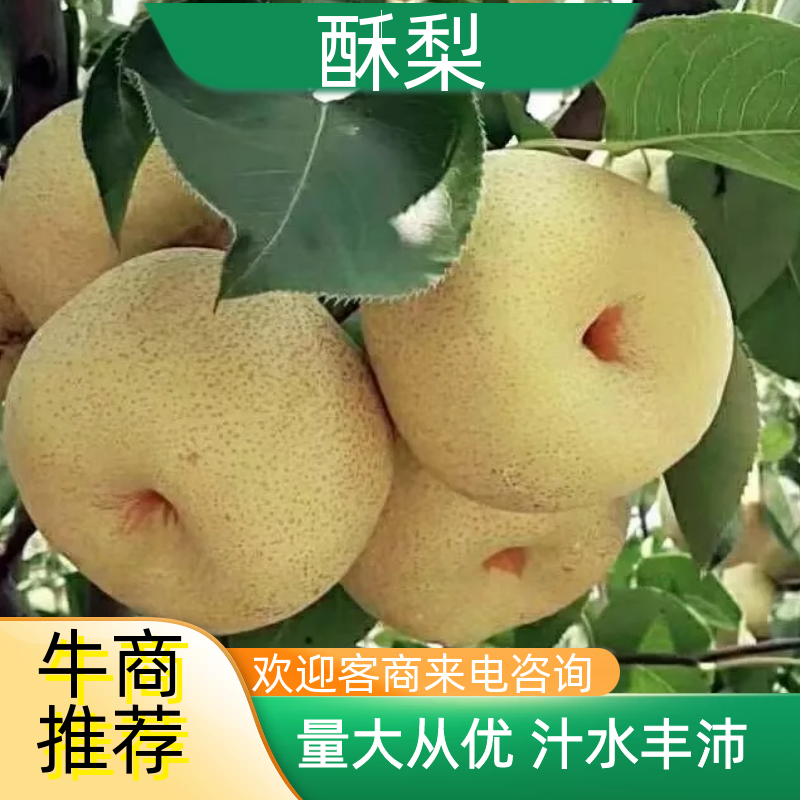 金顶谢花酥梨，产地直供，品质优良，千亩梨园，欢迎全国下单