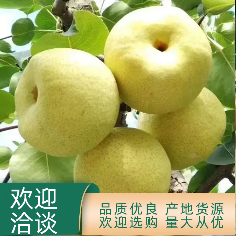 【推荐】宁陵金顶谢花酥梨产地发货对接超市档口市场饭店批发价