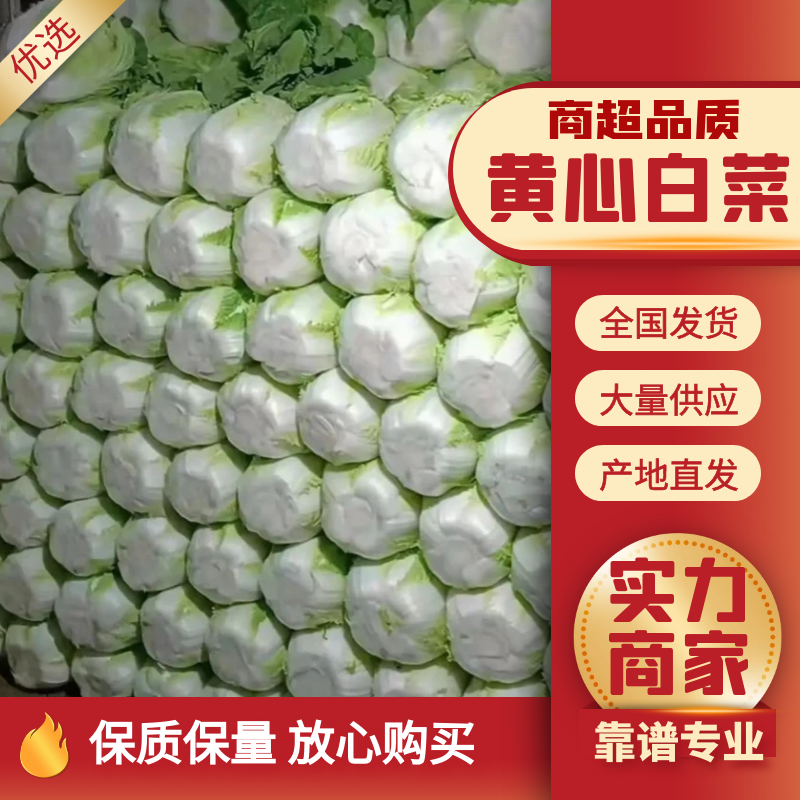 【精品推荐】矮颗黄心菜大量供应，质量好大中小颗
