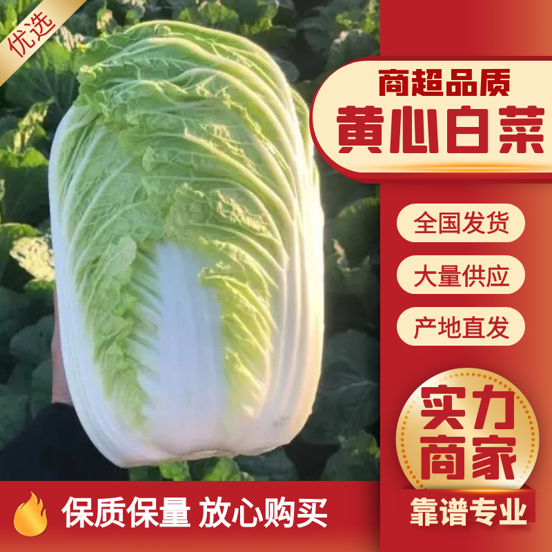 【精品推荐】矮颗黄心菜大量供应，质量好大中小颗