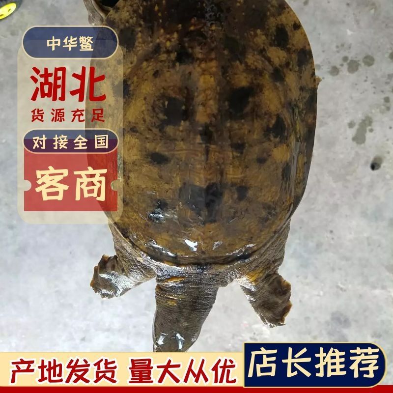 湖北土甲鱼，生猛，不正包退包换，一次合作，终身朋友。