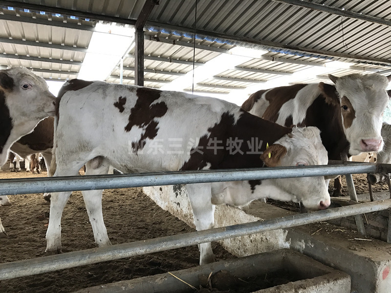 牛犊肉牛犊西门塔尔牛犊黄牛犊免费送货买十送一