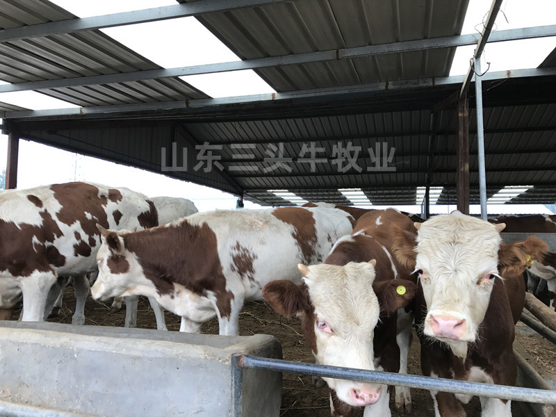 牛犊肉牛犊西门塔尔牛犊黄牛犊免费送货买十送一