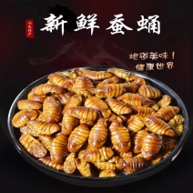 冷冻桑蚕蛹小蚕蛹山东土特产香酥原味干蛹商用