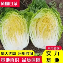 吉林黄心白菜.黄心菜，杠菜产地供应，质量保证