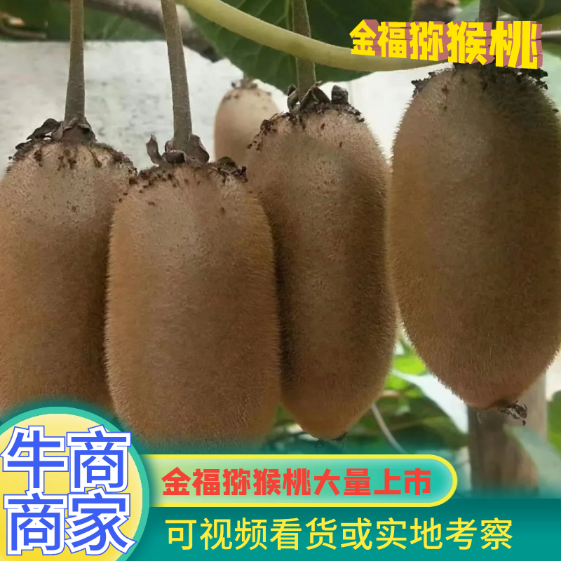 金福猕猴桃—周至优质猕猴桃产业基地，果园直供！顺丰包邮！