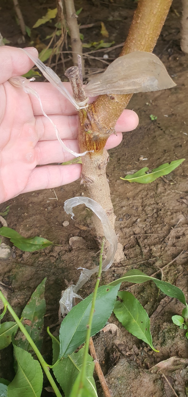 珍珠枣油桃苗0号晚熟珍珠枣油桃苗保证品质