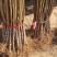 珍珠枣油桃树苗1号珍珠枣油桃苗嫁接苗保证纯度假一赔十