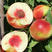珍珠枣油桃树苗二号六月成熟珍珠枣油桃苗