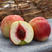珍珠枣油桃树苗二号六月成熟珍珠枣油桃苗