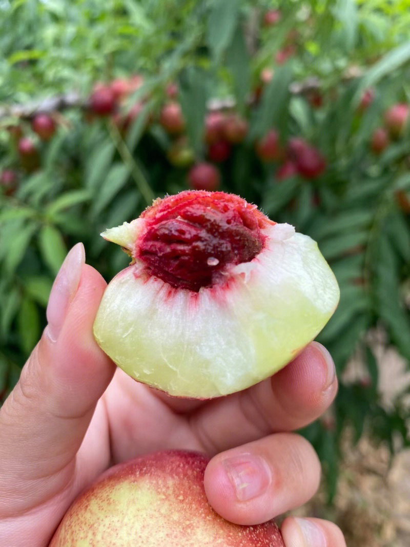 珍珠枣油桃苗三号六月中旬珍珠枣油桃苗