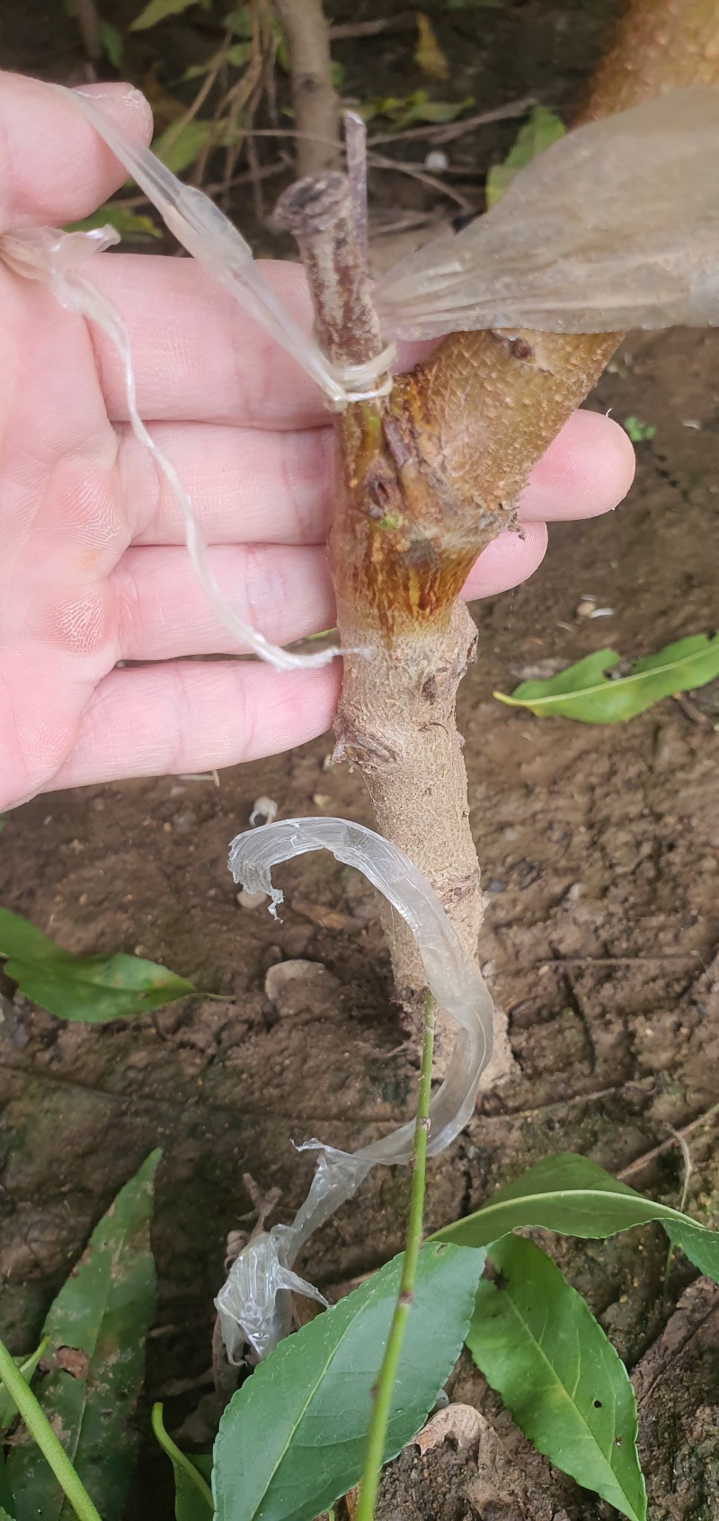 珍珠枣油桃苗三号六月中旬珍珠枣油桃苗
