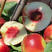 珍珠枣油桃苗四号珍珠枣油桃苗中熟品种