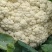 【热卖】松花菜有机花菜青梗白面散花品质好价格低等您来电