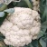 【热卖】松花菜有机花菜青梗白面散花品质好价格低等您来电