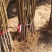 珍珠枣油桃苗四号珍珠枣油桃苗中熟品种