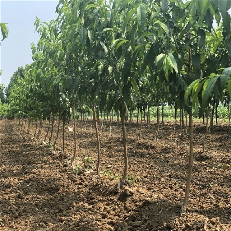 珍珠枣油桃苗四号珍珠枣油桃苗中熟品种