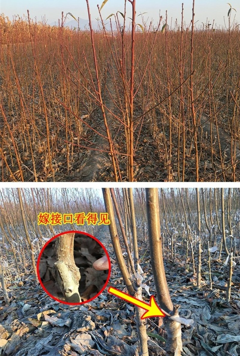 珍珠枣油桃苗四号珍珠枣油桃苗中熟品种