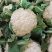 【热卖】松花菜有机花菜青梗白面散花品质好价格低等您来电