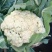 【热卖】松花菜有机花菜青梗白面散花品质好价格低等您来电
