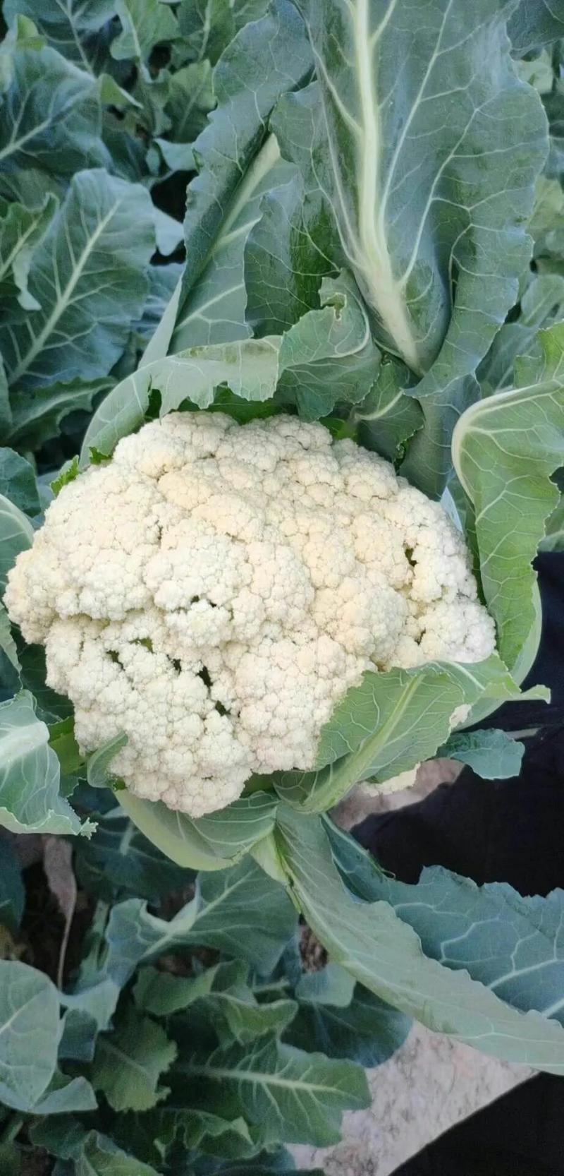 【热卖】松花菜有机花菜青梗白面散花品质好价格低等您来电
