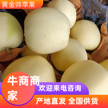 黄金帅苹果基地直发全国发货诚信经营货源充足