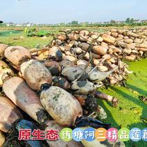 上海青浦练塘精品莲藕大量上市中，量大从优保质保量