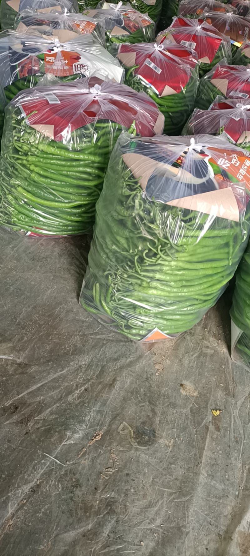 夏邑线椒301鲜辣椒品种齐全货源充足产地发货对接商超市场