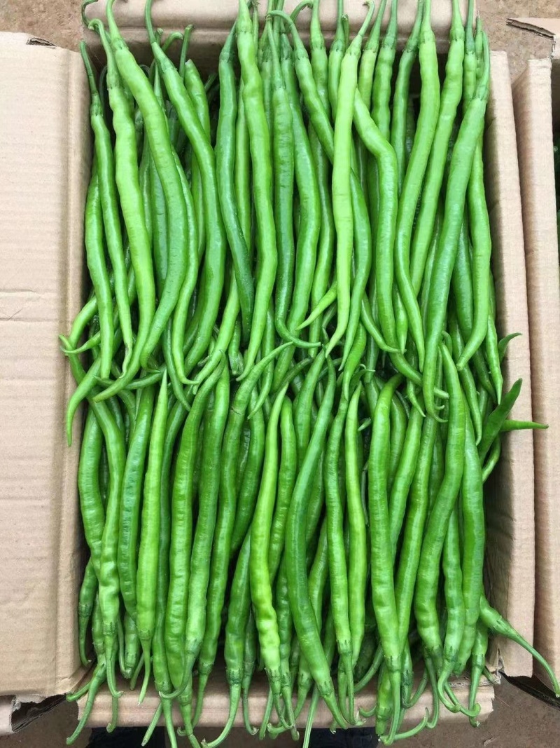 夏邑线椒301鲜辣椒品种齐全货源充足产地发货对接商超市场