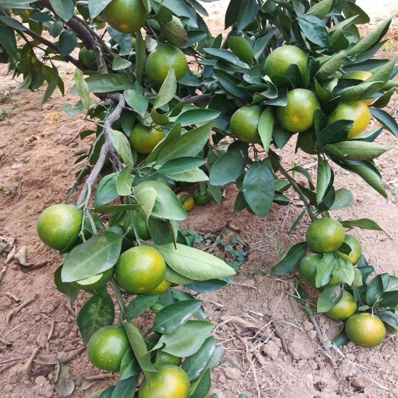 湖南蜜桔大量上市皮薄多汁欢迎客商来选购