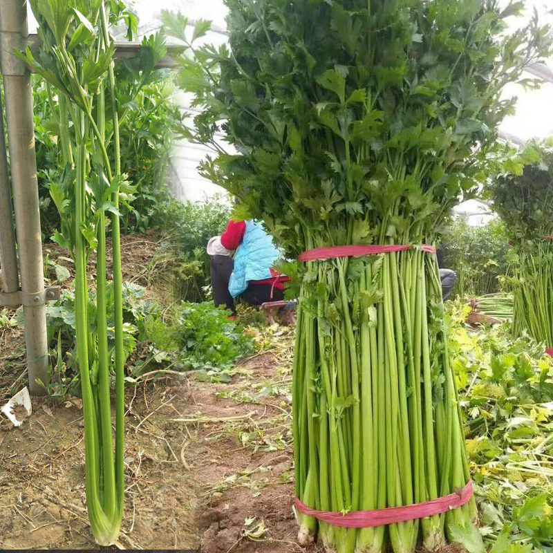 章丘鲍芹种子本芹中国鲍芹实心芹菜种子山东高产章丘鲍芹籽