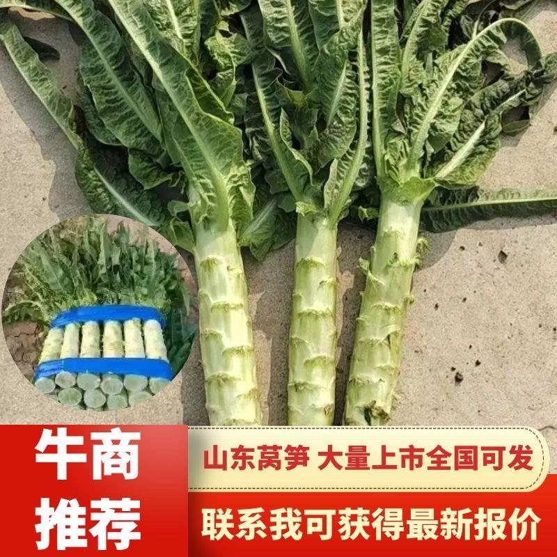 兰陵县️红叶莴笋️。圆叶三青，莴笋，无裂口️。产地直发，