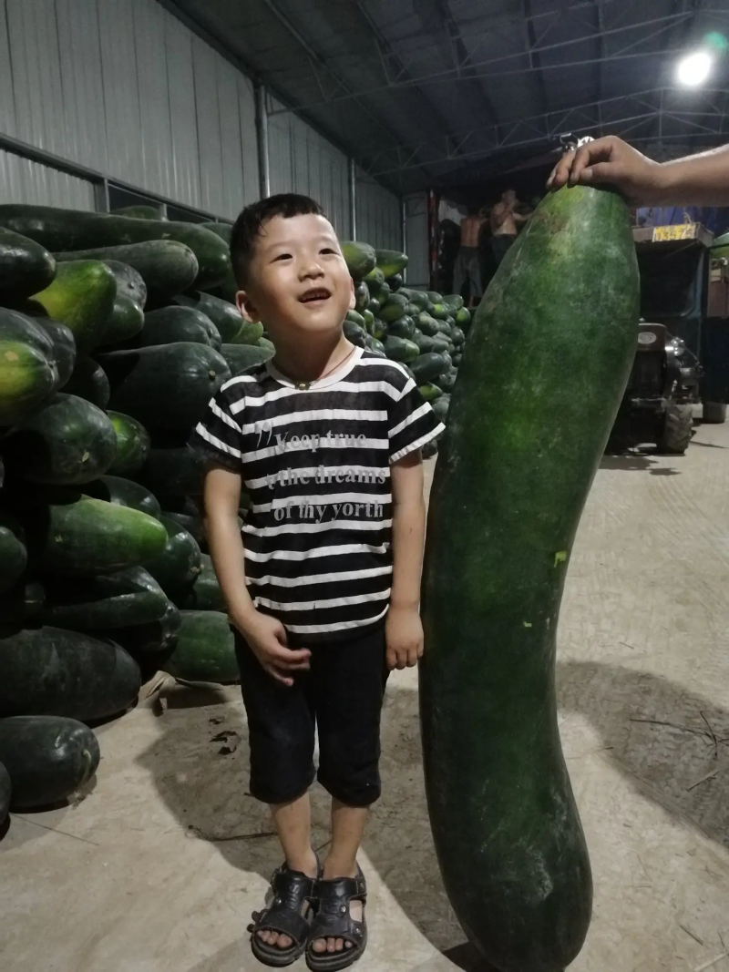 黑皮冬瓜大量上市地冬瓜产地直发欢迎咨询合作
