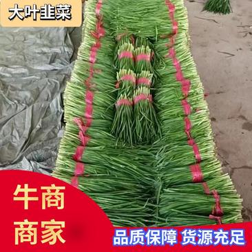 临漳县常巷市场大量供货韭菜大叶韭菜价格便宜可供商超