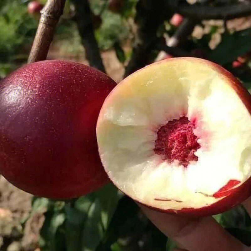 珍珠枣油桃苗1号珍珠枣油桃树苗迷你mini