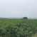 珍珠枣油桃苗1号珍珠枣油桃树苗迷你mini