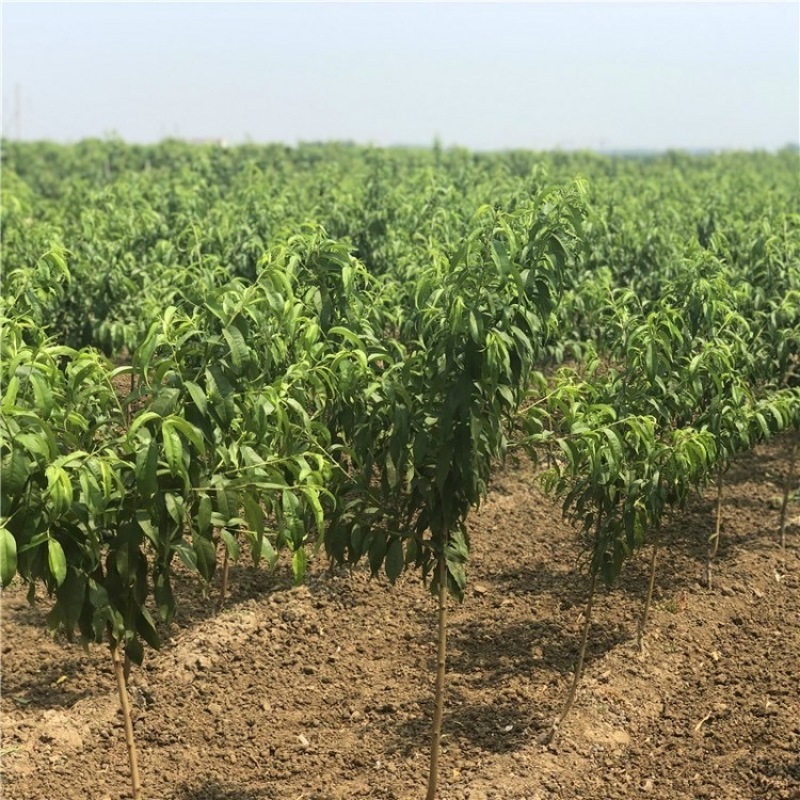 珍珠枣油桃苗1号珍珠枣油桃树苗迷你mini