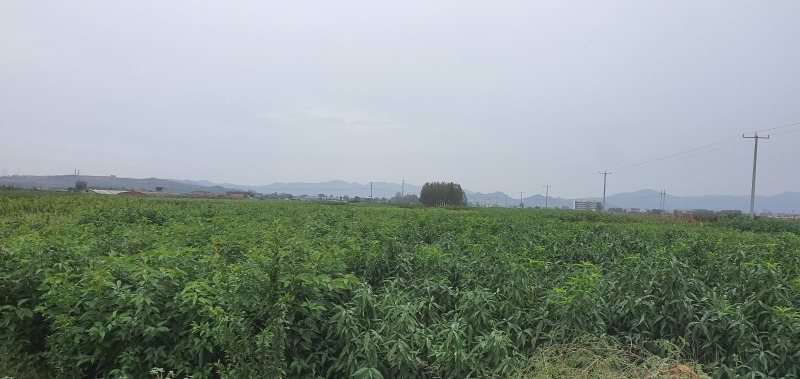 珍珠枣油桃苗二号珍珠枣油桃树苗嫁接苗