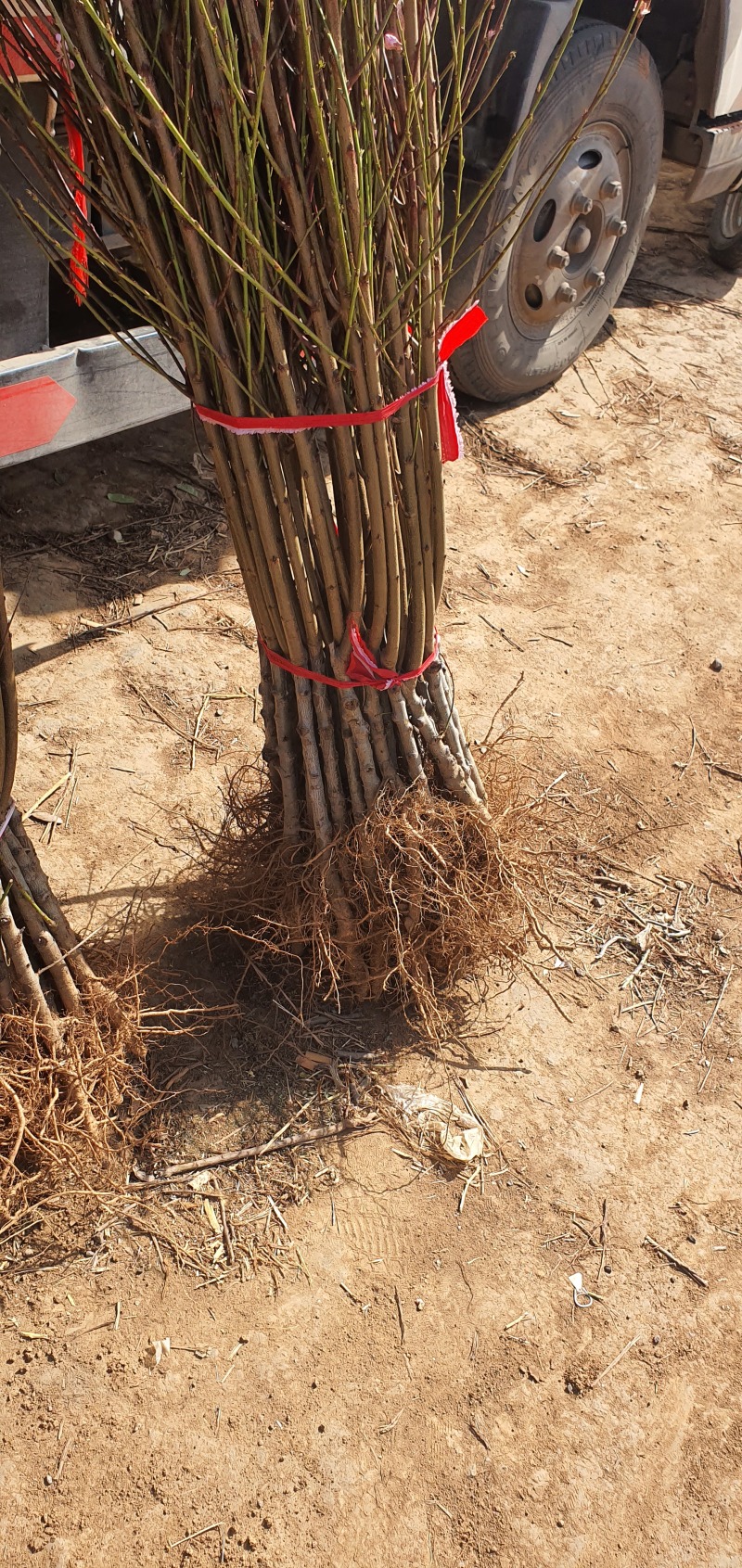 珍珠枣油桃苗三号珍珠枣油桃树苗嫁接苗