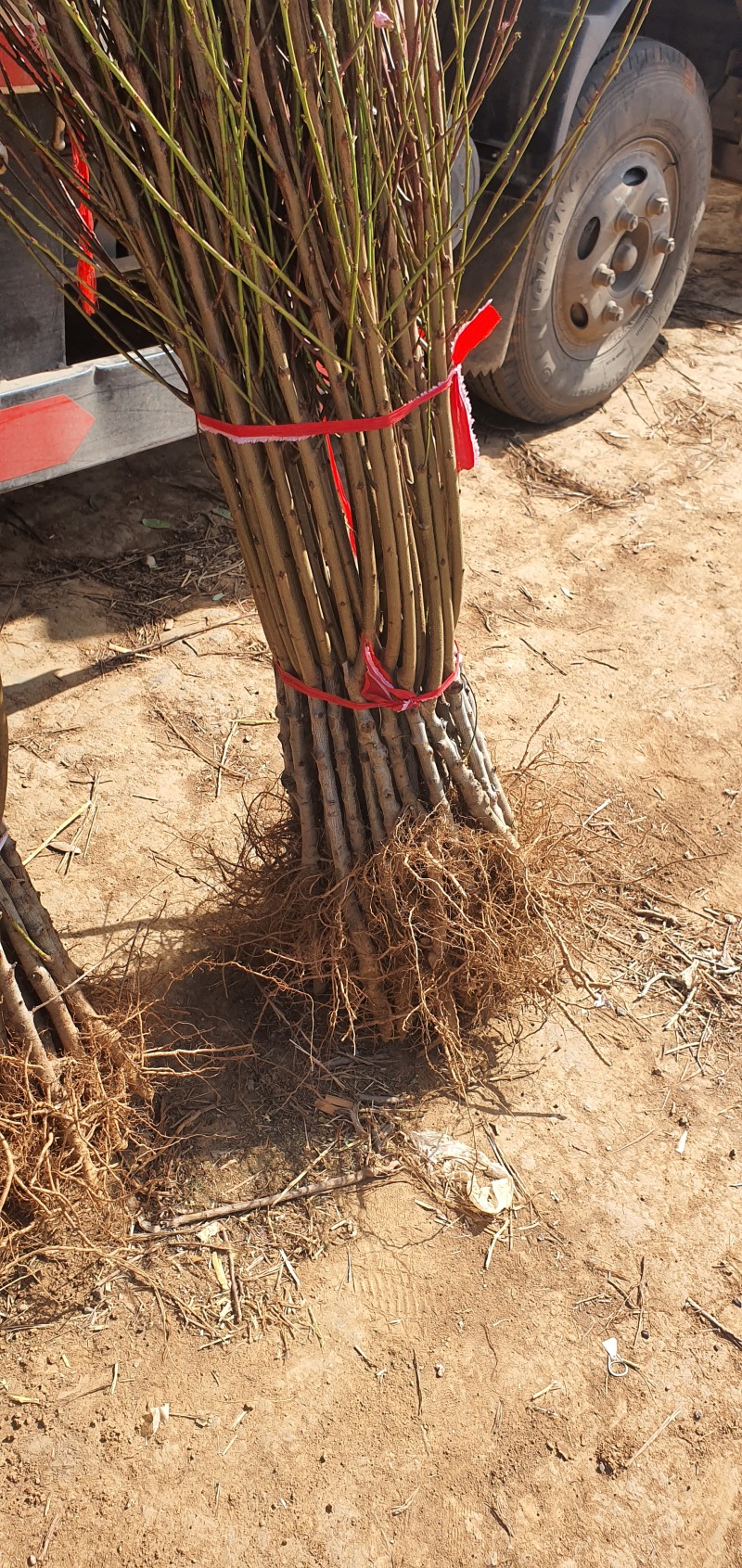 珍珠枣油桃苗三号珍珠枣油桃树苗嫁接苗
