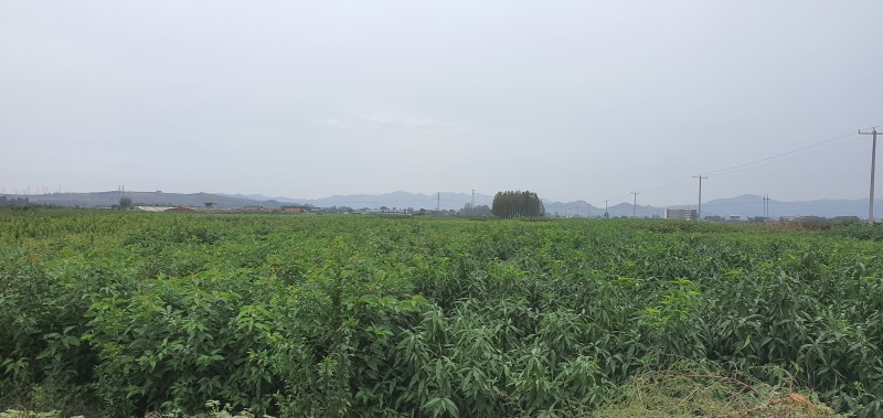 珍珠枣油桃苗四号白肉珍珠枣油桃树苗