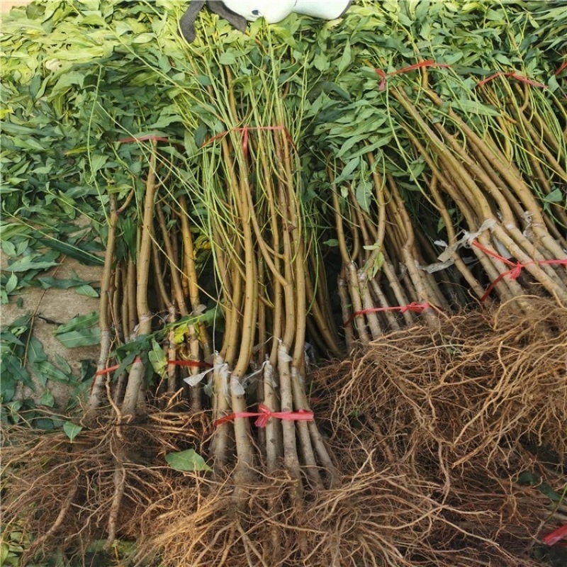 珍珠枣油桃苗四号白肉珍珠枣油桃树苗