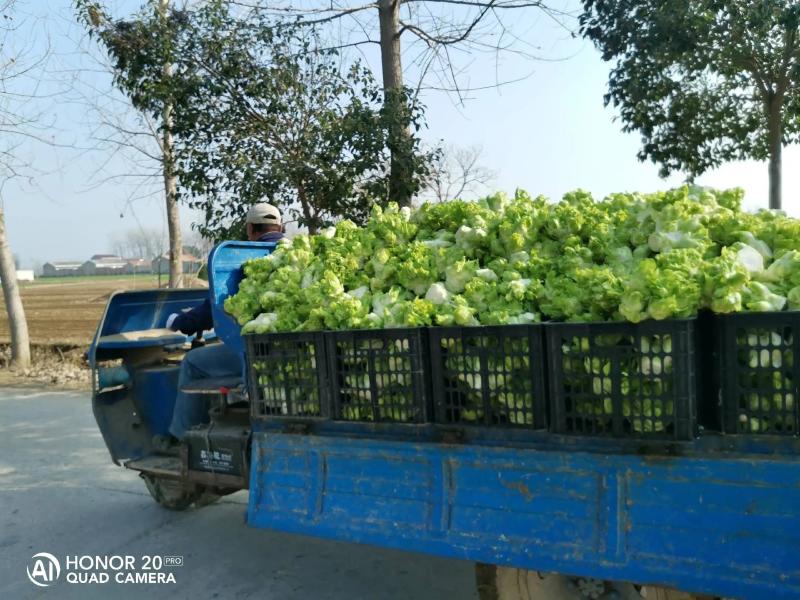 安徽儿菜种植产地，大量上市，专业运输团队，一条龙服务