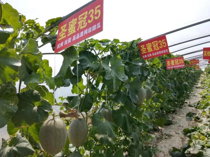 哈密瓜，晓蜜25大量上市中，甜蜜蜜价格低，欢迎选购