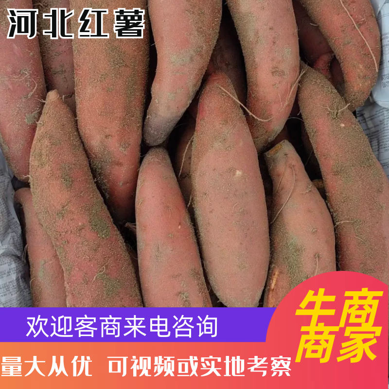 【精选】河北红薯产地发货可视频看货选货