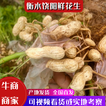 衡水饶阳纯沙土地【鲜花生】大量供应！欢迎定购