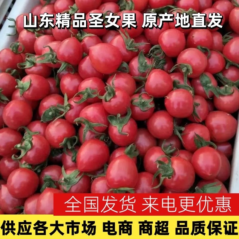 【热卖】精品山东千禧圣女果小柿子商超批支持一件代发